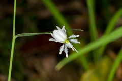 Arthropodium candidum