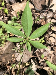 Cleome houtteana