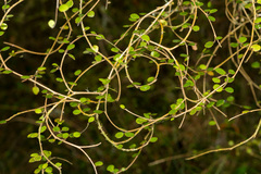 Streblus heterophyllus