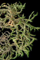 Echinodiopsis hispida