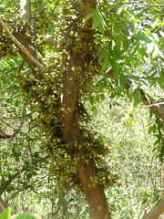Ficus hispida