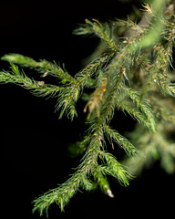 Echinodiopsis hispida