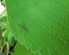 Versigonalia vermiculata
