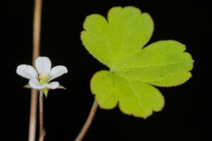 Geranium microphyllum