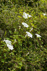 Calystegia tuguriorum