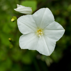 Calystegia tuguriorum