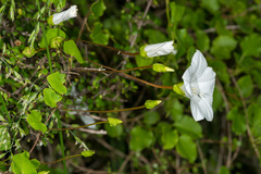 Calystegia tuguriorum