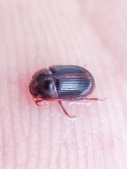 Coleoptera