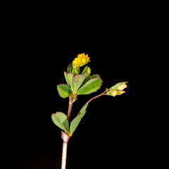 Trifolium micranthum