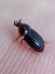 Coleoptera