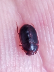 Coleoptera
