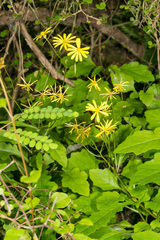 Senecio rufiglandulosus