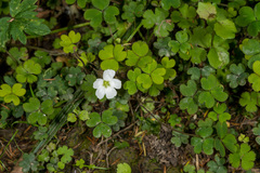 Oxalis magellanica