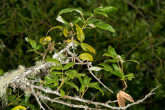 Rubus schmidelioides