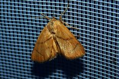 Apoda limacodes