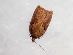 Acleris maccana