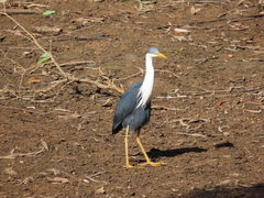 Egretta picata