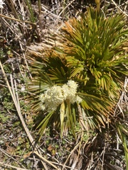 Aciphylla monroi