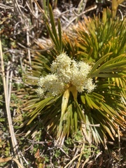 Aciphylla monroi