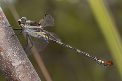 Petalura litorea