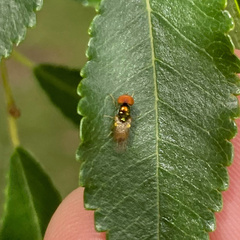 Microchrysa
