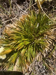 Aciphylla monroi
