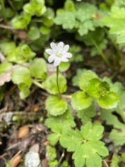 Epilobium pedunculare