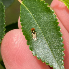Microchrysa