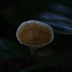 Microporus xanthopus