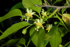 Passiflora tetrandra
