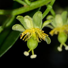Passiflora tetrandra