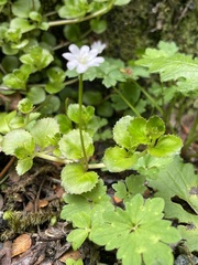 Epilobium pedunculare