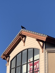 Corvus brachyrhynchos