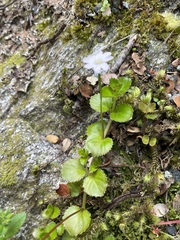 Epilobium pedunculare