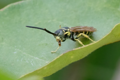 Myzinum quinquecinctum