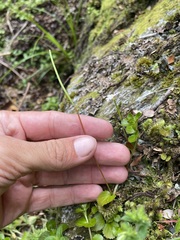 Epilobium pedunculare