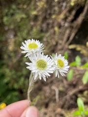 Anaphalioides trinervis