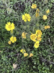 Hemizonia congesta lutescens