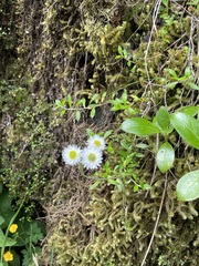 Anaphalioides trinervis