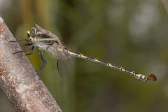 Petalura litorea