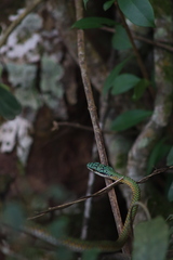 Leptophis ahaetulla