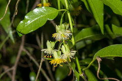 Passiflora tetrandra