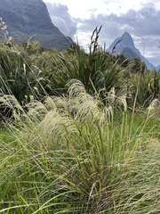 Austroderia richardii