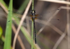 Eusynthemis nigra
