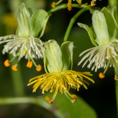 Passiflora tetrandra