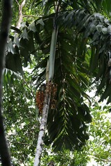 Socratea exorrhiza