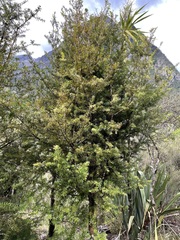 Podocarpus