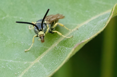 Myzinum quinquecinctum