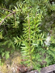 Podocarpus