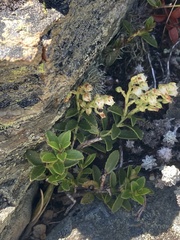 Gaultheria crassa